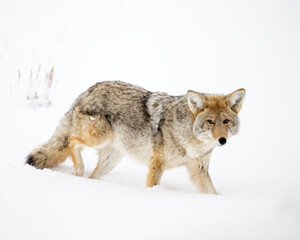 Coyote (Canis latrans) in winter snow, Yellowstone National Park, Wyoming