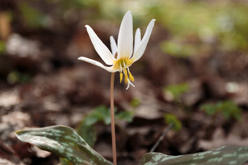 Erythronium.  Flower dens canis (viper grass) Siberian blooms in a meadow in spring. Dogtooth violet or the dog's tooth violet, late winter or early spring plant.  Macro with shallow focus