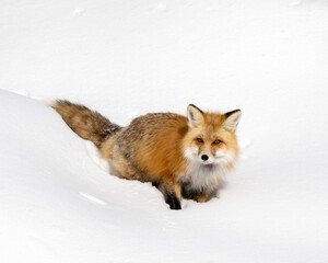 Red Fox (Vulpes vulpes) hunting in snow, Lamar Valley, Yellowstone National Park, Wyoming