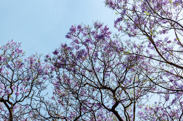 Jacaranda in Mexico City 