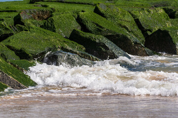 Green algae is shown covering the rocks of a jetty with small ocean waves rolling against it. 