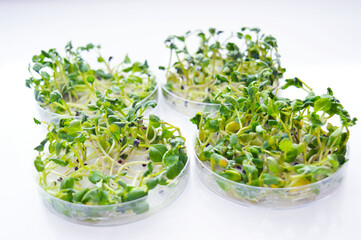 oilseed rape (canola) in petri dishes