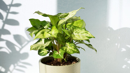 Beautiful, young indoor plant Syngonium Arrow in a ceramic pot on a light background in sunlight. Home breeding, hobby. Life style. Selective focus. Copy space for text.