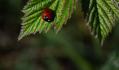 insect red ladybug on leaf in summer