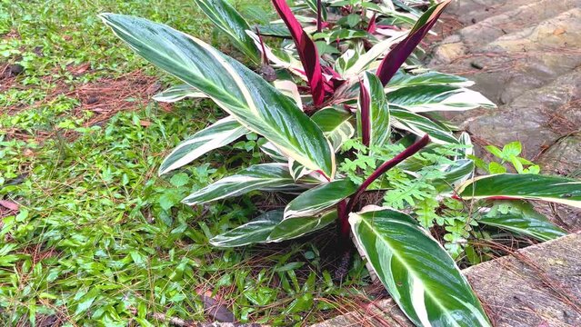Stromanthe tropical plants in the garden