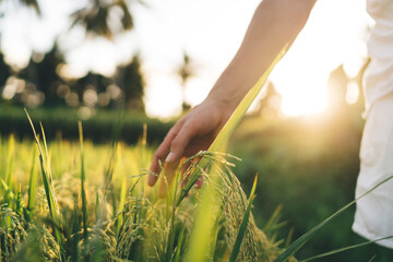 Crop person standing in rice agriculture field in Bali