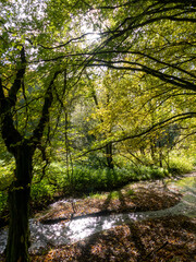 Naklejka premium creek in the woods