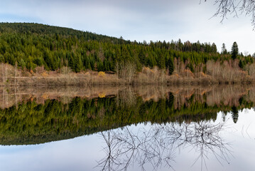 Reflection of trees in water
