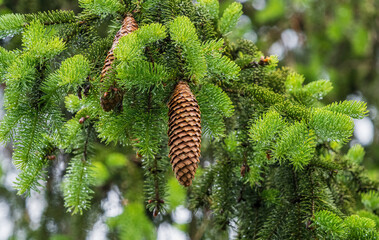 A pinecone closeup hanging on a conifer at summer in saarland
