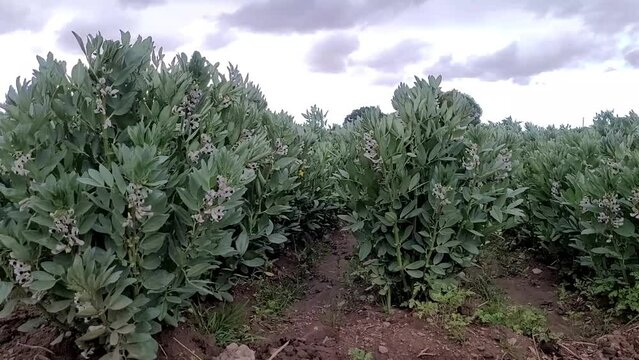 cosecha de aba , harvest of abas in the countryside
