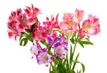 Bouquet of lilies (alstroemeria)