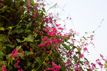 Mexican creeper, Chain of love, Coral vine. Pink flower