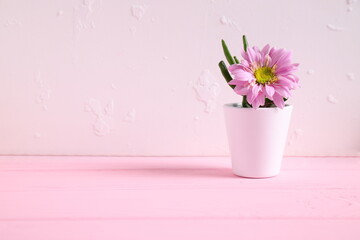Green home plant in white pot in pink table