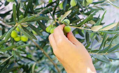 Naklejka na ściany i meble Farmer harvesting and picking olives, agricultural olive harvest season concept. Aegean or mediterranean traditional vegan breakfast food.