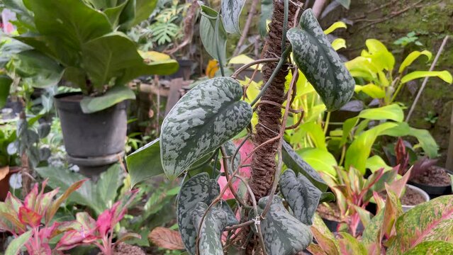 Scindapsus pictus in the garden