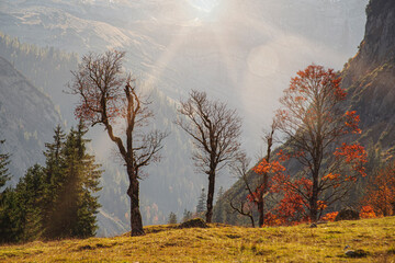 Fototapeta na wymiar Herbststimmung in der Vormittagssonne im Karwendelgebirge in den österreichischen Alpen mit Blick auf Bergahorn Bäume im Gegenlicht und einer Felswand im Ahornboden in Tirol, Österreich