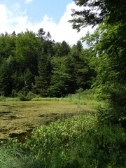 Fototapeta na wymiar lake in forest 