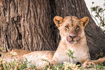 Lioness with blood on her face, after eating from a kill, in Nairobi National Park