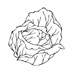 Linear sketch of white cabbage. Vector graphics.