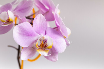 Obraz na płótnie Canvas Beautiful delicate orchid flowers shot in soft light