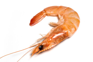 Single Argentinian prawn with whiskers