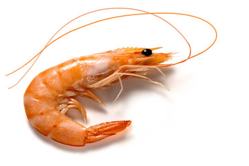 Single Argentinian prawn with whiskers