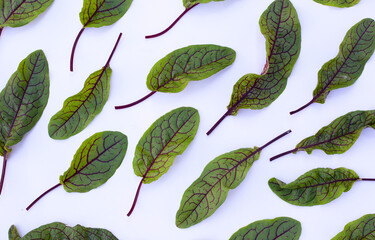 Red-veined sorrel on white background.