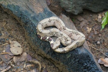 Boa Constrictor snake, wildlife in Amazon rainforest. Near Novo Airao, Amazonas state, Brazil, South America.