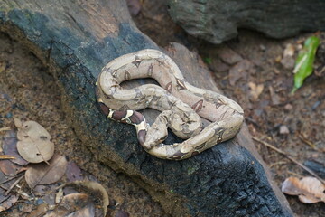 Boa Constrictor snake, wildlife in Amazon rainforest. Near Novo Airao, Amazonas state, Brazil, South America.
