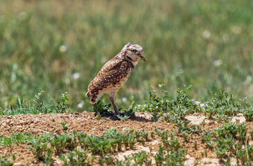 A Burrowing Owl holding a grasshopper in its beak while standing atop a sandy mound in an open field in Colorado.