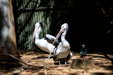 Australian Pelican (Pelecanus conspicillatus)