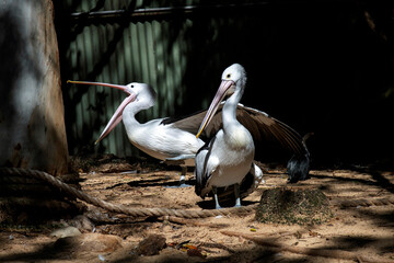 Australian Pelican (Pelecanus conspicillatus)