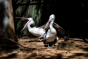 Australian Pelican (Pelecanus conspicillatus)