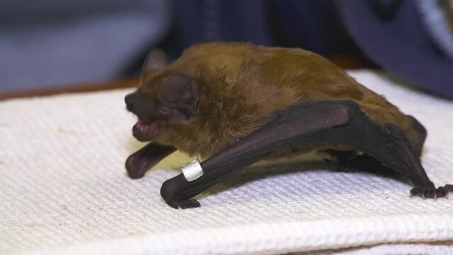 A large ringed brown bat eats a beetle larva with tweezers at the bat rescue center. People save bats. Overwintering bats