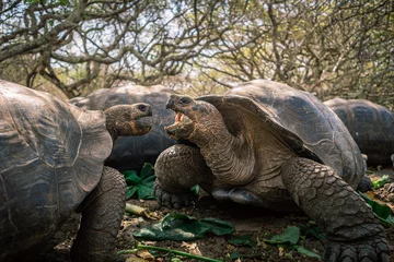 Foto op Canvas Two Giant Galapagos Tortoise eating  © Dominik