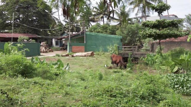 Brown cow eating and ruminating on a beautiful spring meadow in south sri lanka. Dairy cow standing and walking in a fresh green grass on a cloudy day. Cow grazing, outdoor farming in Matara. 4k
