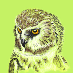 Owl bird portrait closeup. Hand drawn sketch with ballpen and colored pencils on paper texture. Isolated on green. Bitmap image
