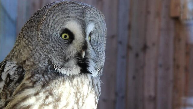Grey Owl head looking around