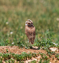 A Burrowing Owl (Athene cunicularia) looking skyward, with a bright yellow eye illuminated by the sun.