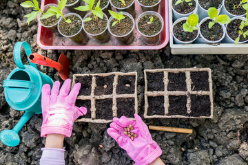 Top view of girl farmer hands planting seeds for her hobby garden. Activities for growing plants with children concept. Kids learning gardening outdoors.