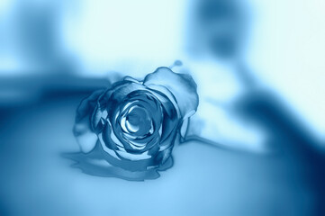 Blue velvet rose - single-color powder background, blue with blue in a light frame - wallpaper, for the wall, for the monitor, smartphone, blue and white background