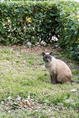 Pretty siamese cat with blue eyes, sitting on the grass, looking at the camera. 