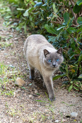 Pretty siamese cat with blue eyes, walking looking at camera