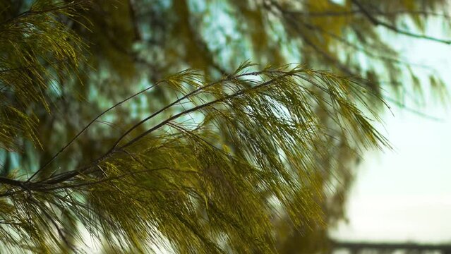 Ramas y hojas de un &aacute;rbol de pino