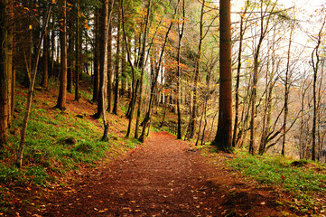 Obraz premium Forest walk through the Falls Of Clyde Walkway, South Lanarkshire, Scotland
