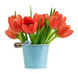 Spring red tulips in bucket isolated on a transparent background © E_Katsiaryna