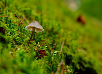 Pilz im Moos