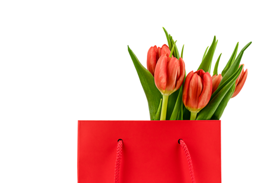 Spring red tulips in gift bag isolated on a transparent background
