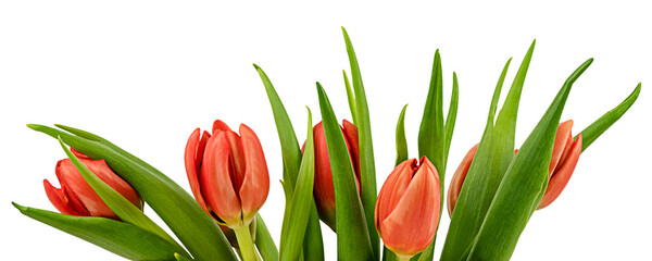 Spring tulips isolated on a transparent background