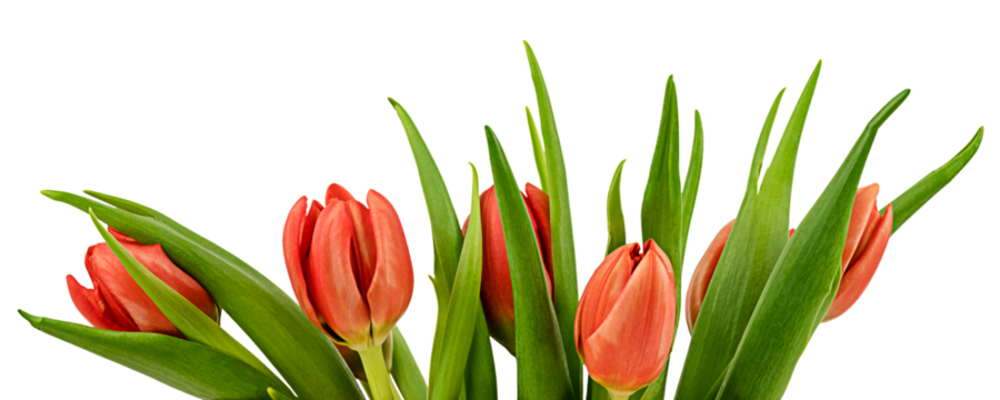 Spring tulips isolated on a transparent background